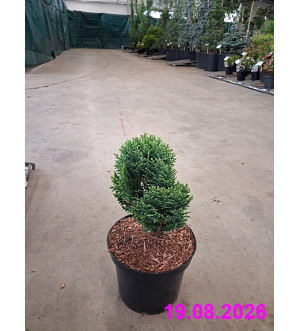 Chamaecyparis l. 'Minima Glauca' C 2 L